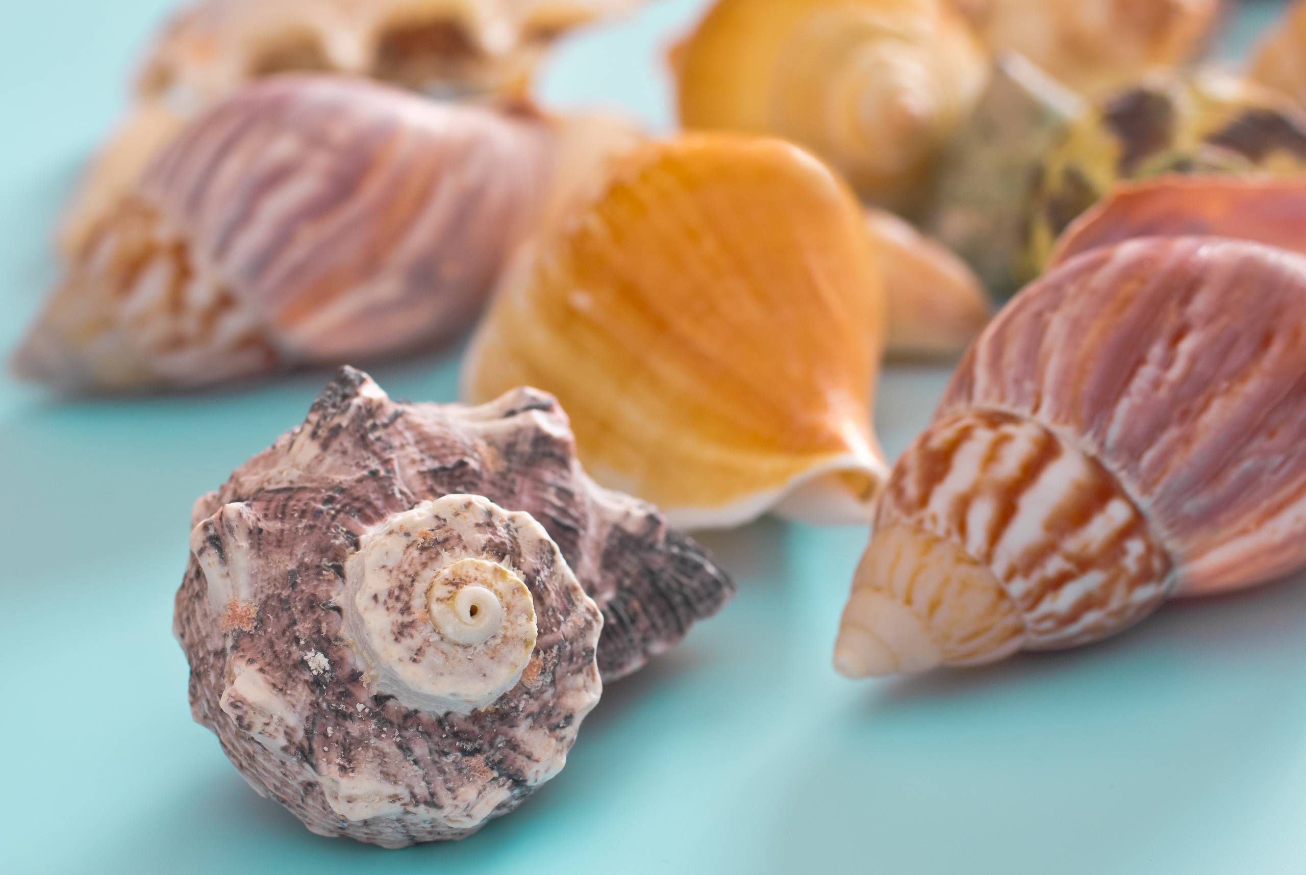 The Hunt for the Finest Shells and How to Prep Them for Great Panels
